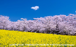 春を見つけるInstagramフォトコンテスト